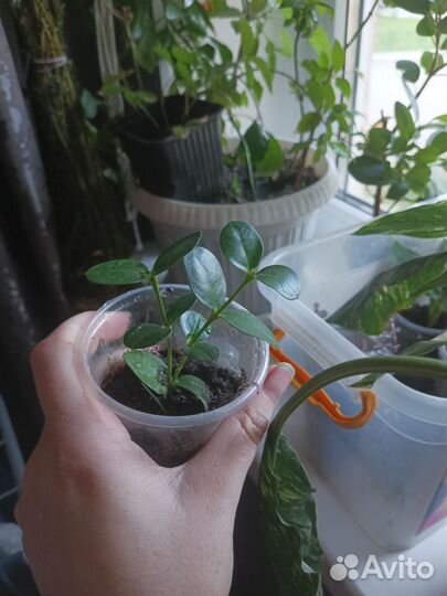 Комнатные цветы