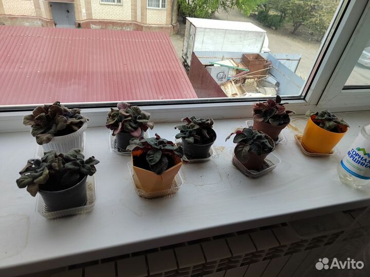 Комнатные цветы бронь