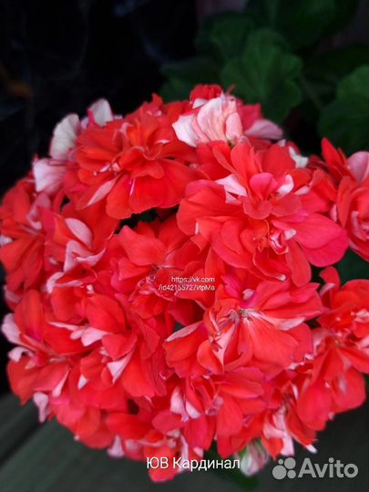 Черенки пеларгон