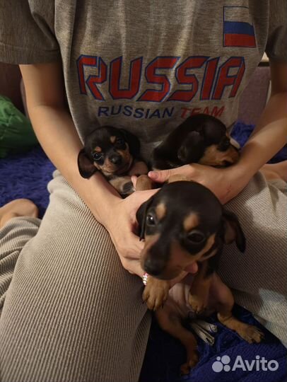 Той-терьер щенки