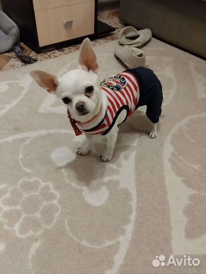 Щенки чихуахуа