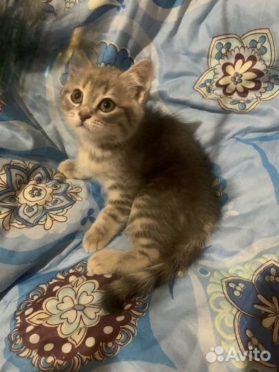 Шотландская