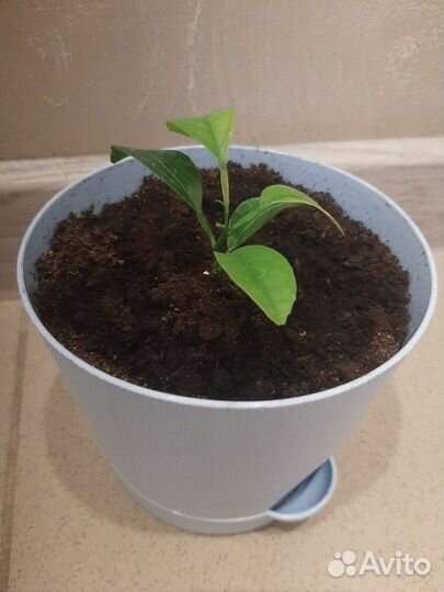 Мандариновое дерево