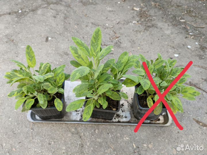 Шалфей пёстролистный Ауреа