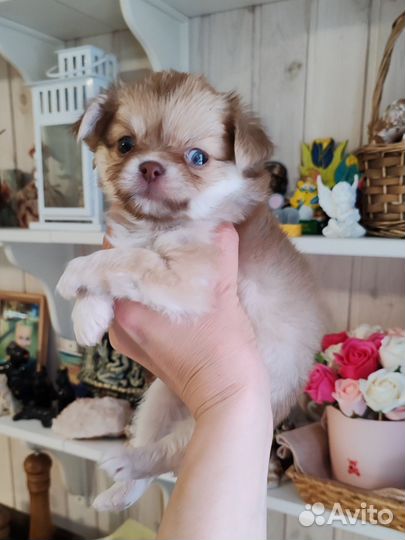 Элитный шоколадный соболь