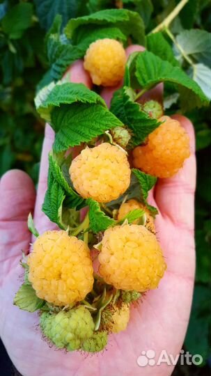 Саженцы жёлтой малины сладкой