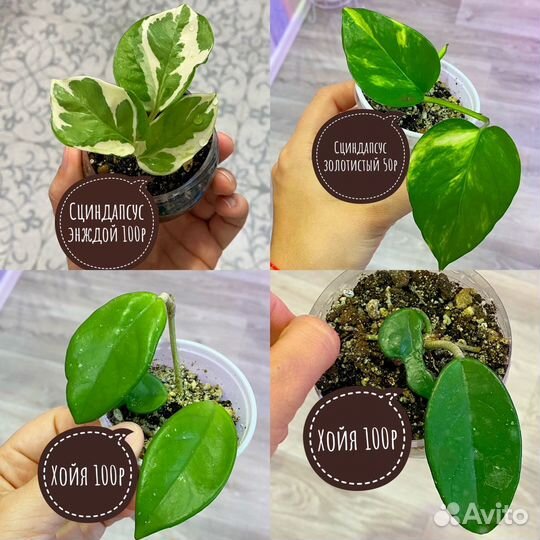 Комнатные растения разные