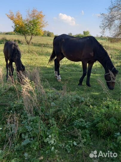 Продам лошадь