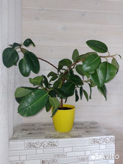 Фикус эластика