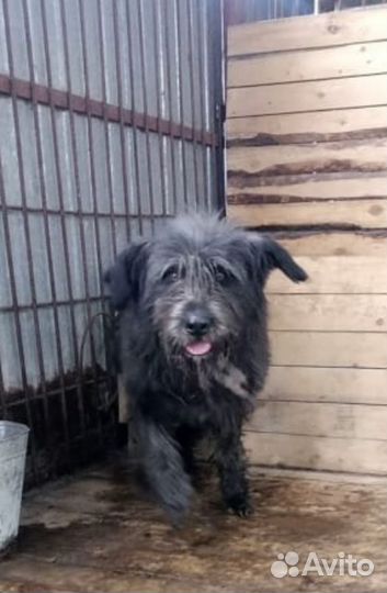 Собака терьер