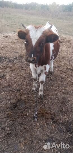 Быки телята