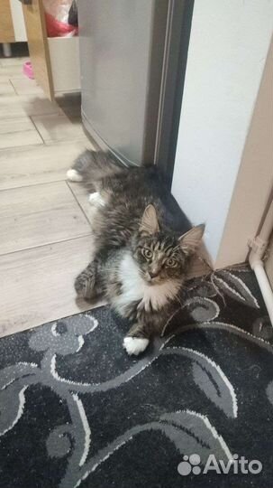 Бесплатно метис Мейн Кун