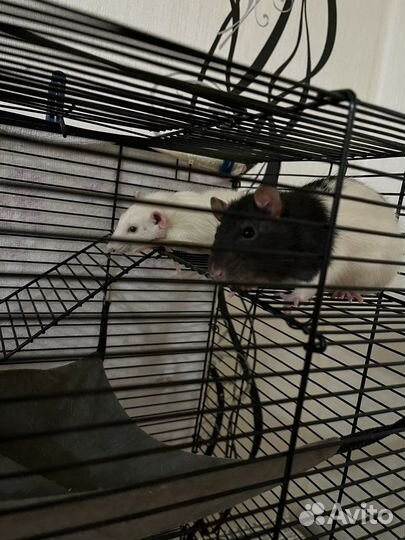 Крыса с клеткой бесплатно