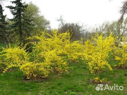 Форзиция кустики