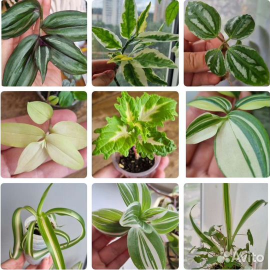 Много домашних растений