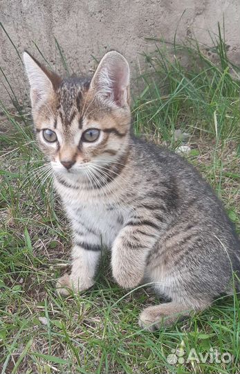 Кошки в добрые руки бесплатно