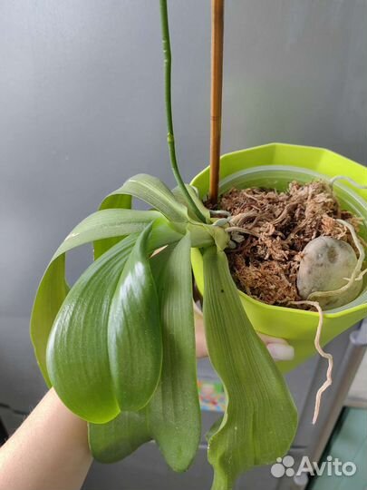 Орхидея фаленопсис