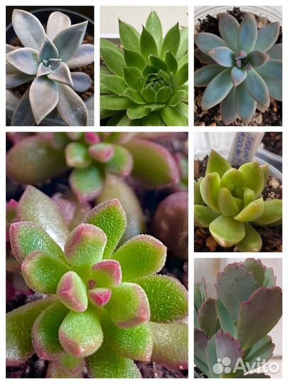 Суккуленты набор детки