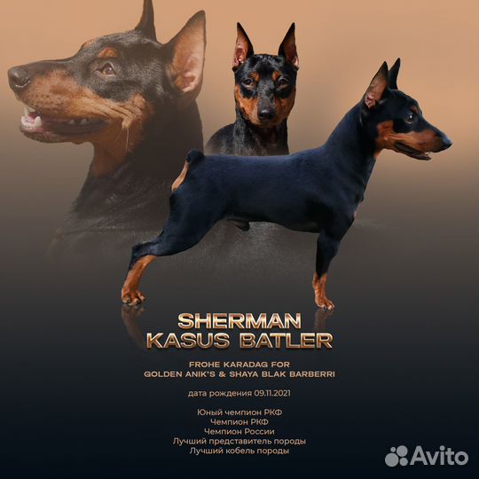 Вязка цвергпинчер