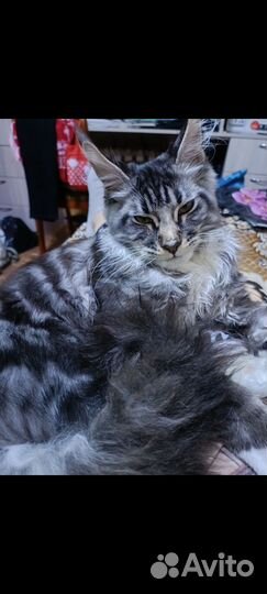 Кошка мейкун