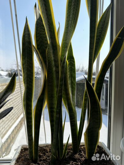 Сансевиерия