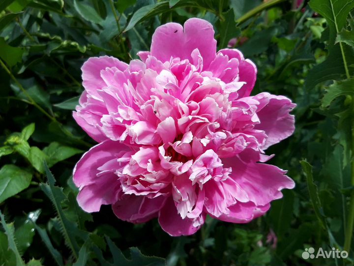 Пионы бронирование на осень (7 сортов)