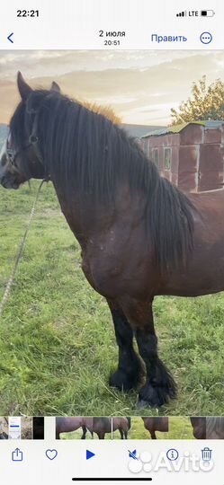 Жеребец производитель