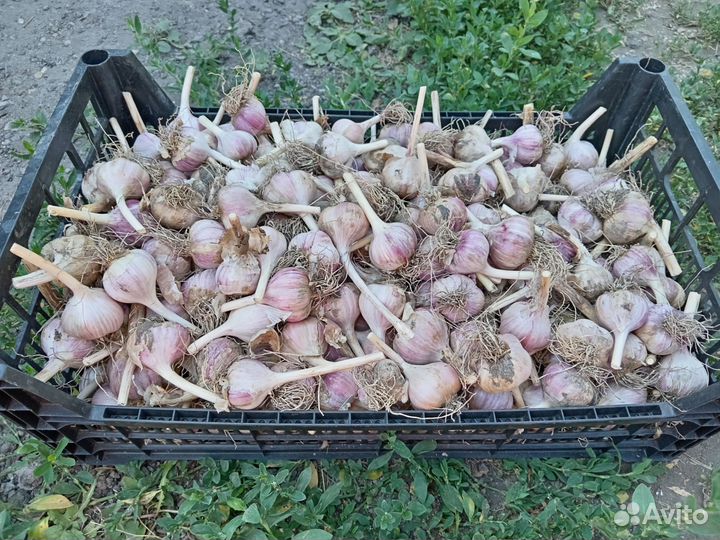 Семена чеснока