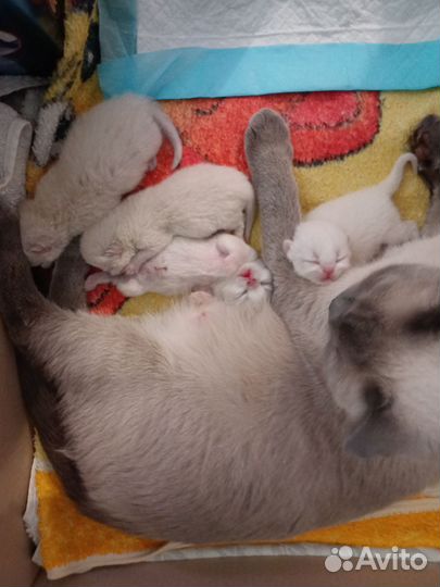 Британские котята