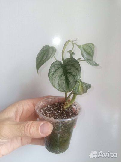 Филодендроны, монстеры