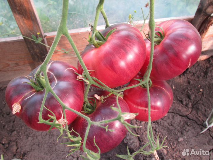 Семена томатов