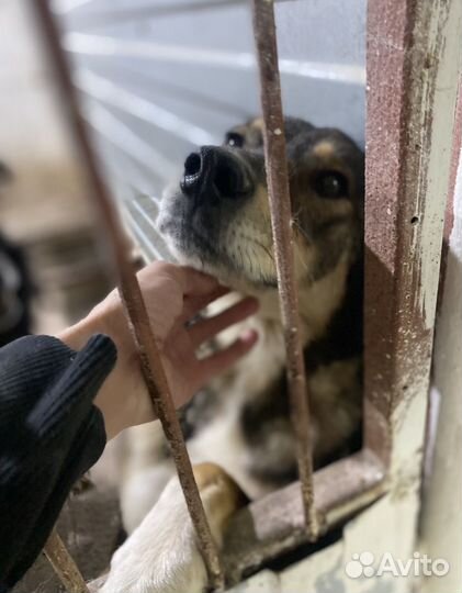 Собака в добрые руки