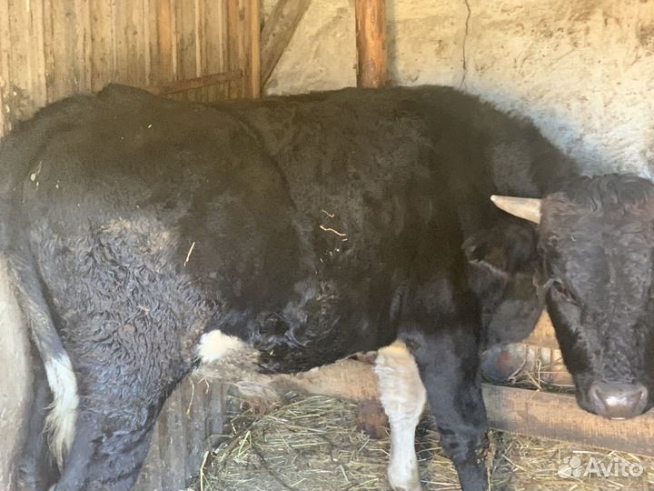 Домашние бычки