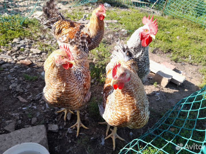 Молодые петушки породы Барковская барвистая