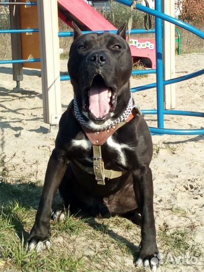 Питбуль вязка