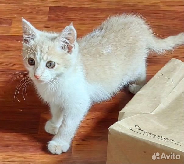 Отдам кота в добрые руки