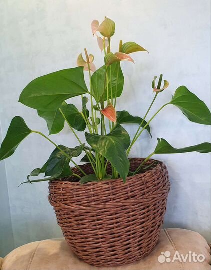 Кашпо горшок из ротанга для цветов