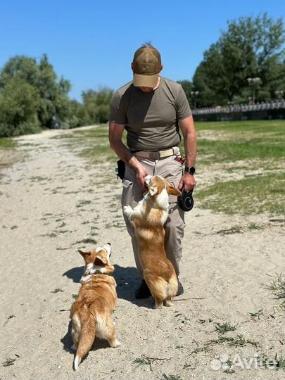 Обучение Вельш корги пемброк