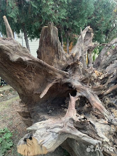 Пень дуб огромный
