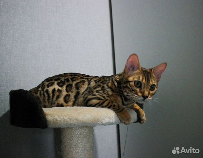 Роскошные котята от породных родителей