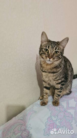 Кошки в добрые руки бесплатно