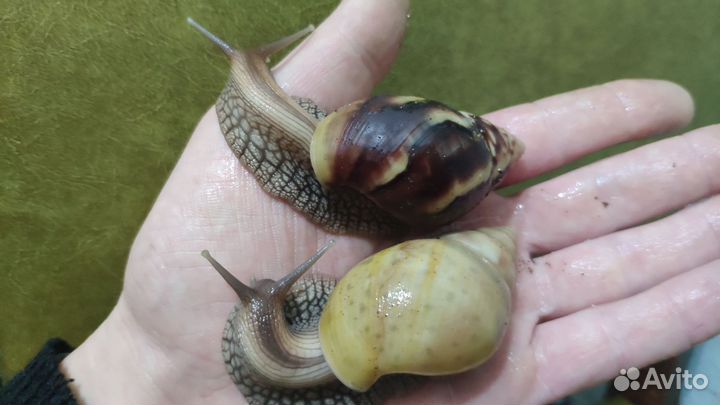 Улитки ахатин