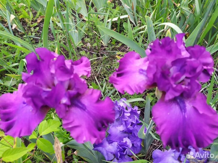 Ирисы сортовые