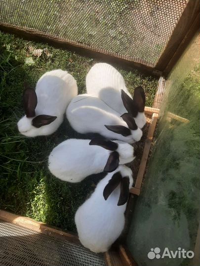 Кролики калифорния