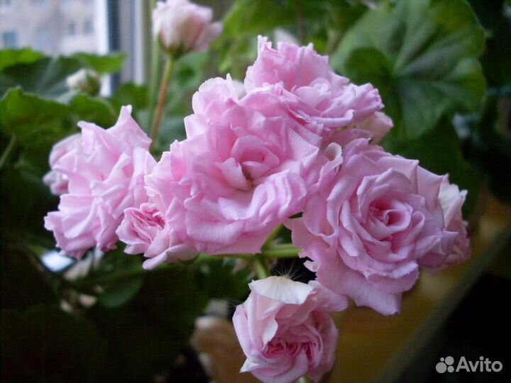 Пеларгония Rococo