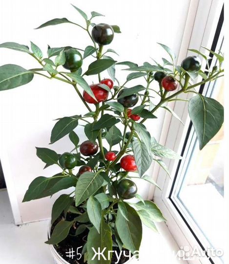 Перец Острый Кустарниковый Жгучая Вишня&Дракоша