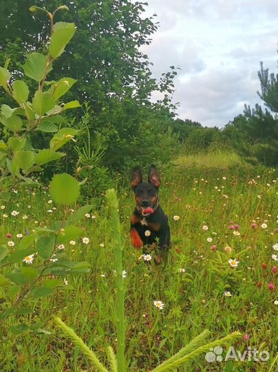 Ягдтерьер в добрые руки