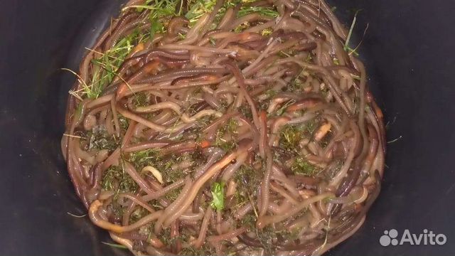 Червь выползок