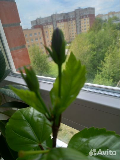 Фикус каучуконосный,гибискус