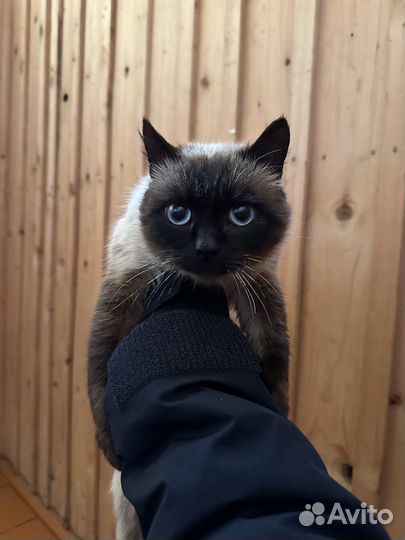 Сиамский кот